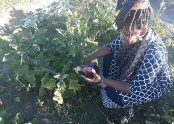 Nonkululeko Britton-Masekela, running the farm Kula, has an agricultural passion