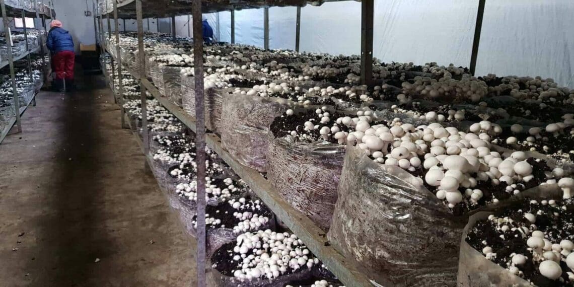 Dark times persist for SA's mushroom industry