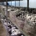 Dark times persist for SA's mushroom industry