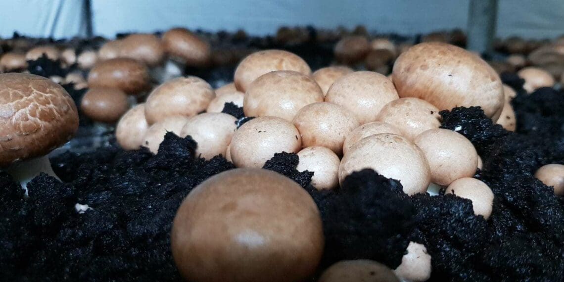 The very dark top layer of peat moss is crucial for mushroom growth and imported from Ireland