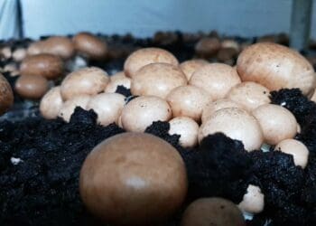 The very dark top layer of peat moss is crucial for mushroom growth and imported from Ireland