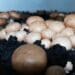 The very dark top layer of peat moss is crucial for mushroom growth and imported from Ireland