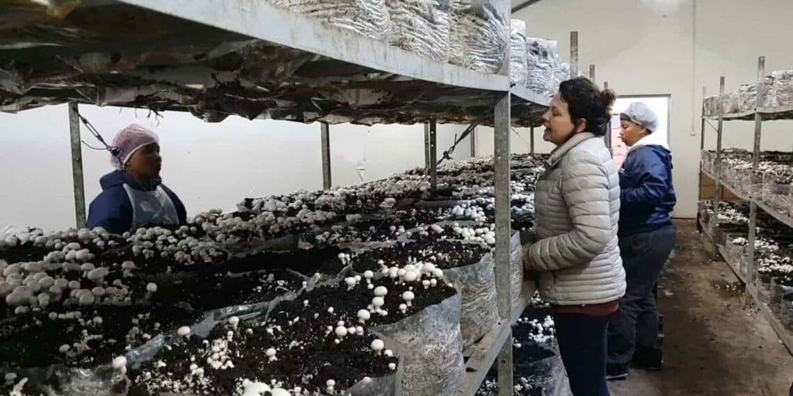 agriculture events Wilmare and staff at work on the mushroom farm