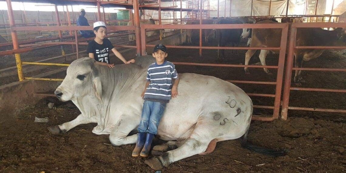 Imraan Ishmael's Lenasia Livestock also inspires children through agriculture.