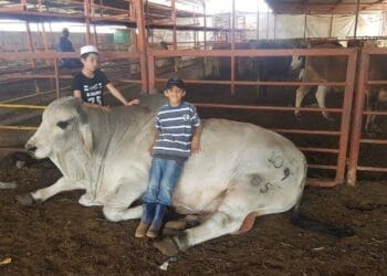 Lenasia’s ‘sheep uncle’ driving Muslim agricultural revolution
