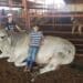 Lenasia’s ‘sheep uncle’ driving Muslim agricultural revolution