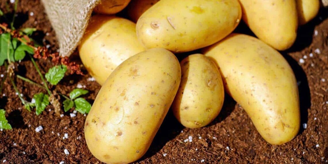 Not only are potatoes delicious and versatile but they are also good for your health.