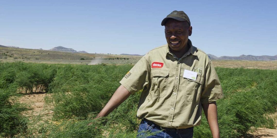 Asparagus Farmer Petrus Tsotetsi on his Morgenson farm near Rosendal in the Free State. Photo: Food For Mzansi