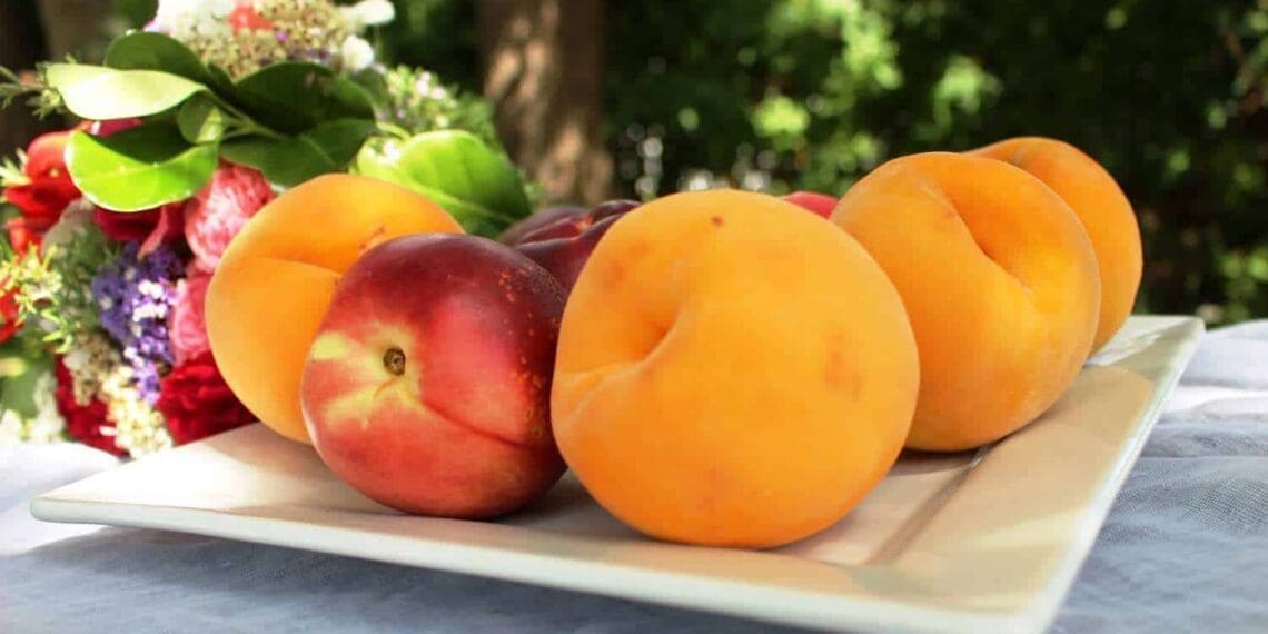 fruit farming | Stone Fruit season has arrived