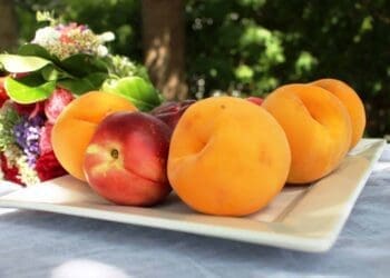 fruit farming | Stone Fruit season has arrived