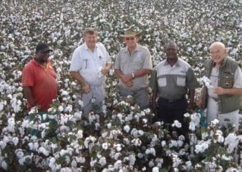 Award winning cotton farmer Frans Khambi Malela started farming with cotton in 2001.