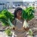 Zokhanyo Bikani is the farm supervisor at the Masakhane Community Farm in Gans. She dedicates herself to teach the community how to grow their own food.