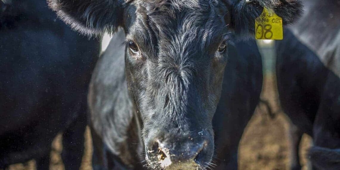 Foot-and-mouth disease (FMD) affects cattle, pigs, sheep, goats and other cloven-hoofed animals. Photo: Supplied/Food For Mzansi