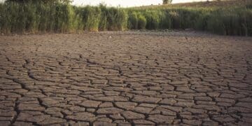 More than four provinces in South Africa are facing severe drought conditions.