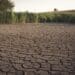 More than four provinces in South Africa are facing severe drought conditions.