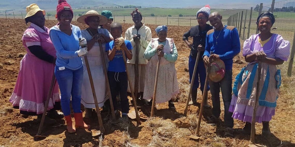 These women farm with dry beans, potatoes and maize in Enhlanhleni near Reichenau Mission. They are part of the Underberg Farmers Association.