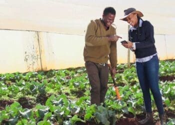 Agripreneur Mbali Nwoko found her passion in farming and is the founder and CEO of Green Terrace, an agricultural business focused on primary crop farming.