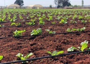 The Sernick Group has received funding from Absa Bank as it embarks on phase two of its developing farmers programme. Photo: Supplied/Food For Mzansi