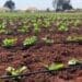 The Sernick Group has received funding from Absa Bank as it embarks on phase two of its developing farmers programme. Photo: Supplied/Food For Mzansi