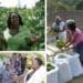 Nonhlanhla Joye, the founder and director of the Umgibe Farming Organics and Training Institute.