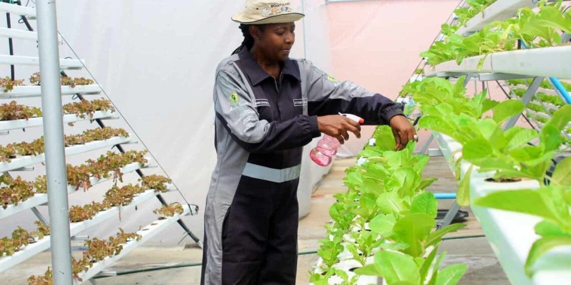 Sibongile Cele tending to her organic vegetables on an urban rooftop farm in Gauteng. Vertical farms are on the Gauteng provincial government's support agenda this year. Photo: Supplied/Food For Mzansi