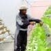 Sibongile Cele tending to her organic vegetables on an urban rooftop farm in Gauteng. Vertical farms are on the Gauteng provincial government's support agenda this year. Photo: Supplied/Food For Mzansi