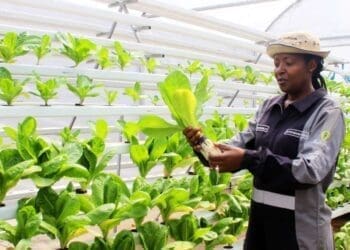 Sibongile Cele left her accounting job at Deloitte to start the Mcebo Wealth Rooftop Farm.