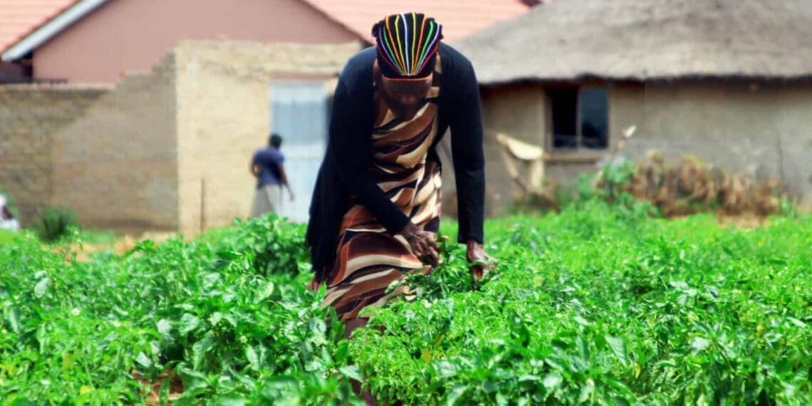 Thembeni Eunice Nxumalo harvesting red chilies to make her chili sauce.