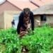 Thembeni Eunice Nxumalo harvesting red chilies to make her chili sauce.