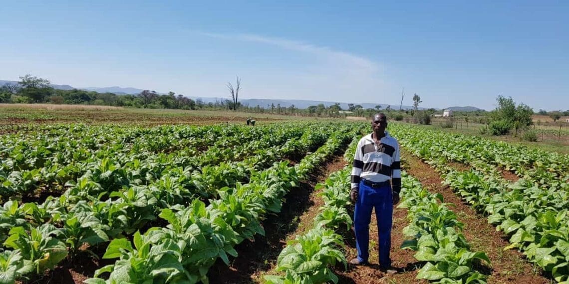 Small scale tobacco farmer in Hereford, close to Groblersdal, Limpopo. Photo: The Tobacco Institute of Southern Africa