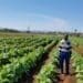 Small scale tobacco farmer in Hereford, close to Groblersdal, Limpopo. Photo: The Tobacco Institute of Southern Africa