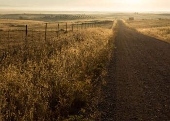 The minister for agriculture, land reform and rural development Thoko Didiza says food systems cannot grow sustainably in environments where farm productivity is not improving. Photo: Supplied/Food For Mzansi