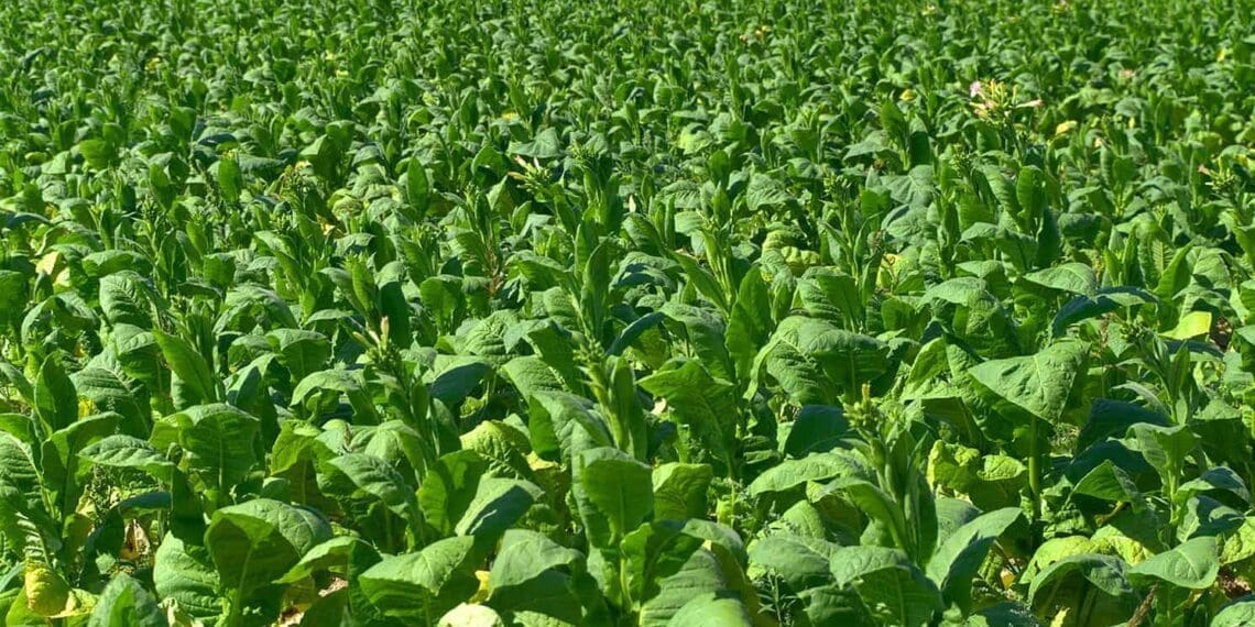 Tobacco production in South Africa declined by more than 50% in the past decades, even before government's tobacco ban hit it hard. Photo: Supplied