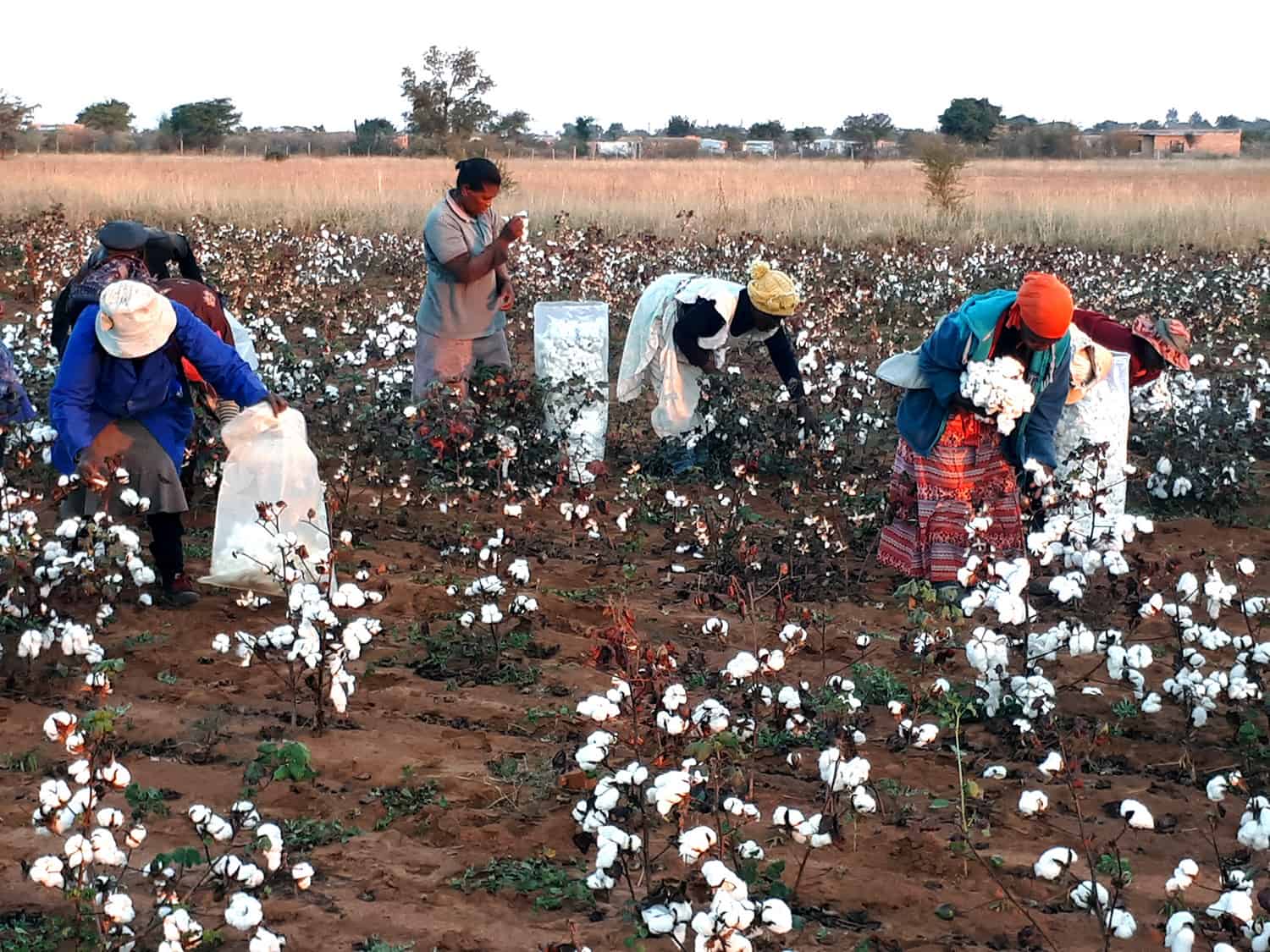 Sustainable cotton initiative increases cotton production more than