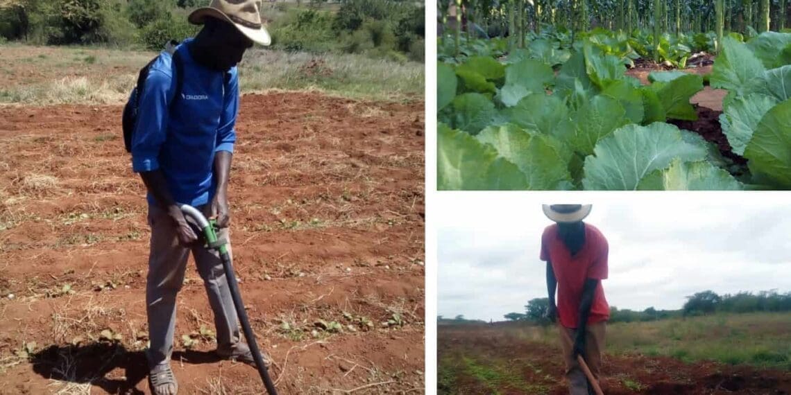 Along the banks of the Dzindi river in Limpopo, Marvin Mavhunga grows winter maize, mustard broadleaf and okra.