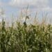 Small-scale farmers keep rural economies alive, says Free State Agriculture