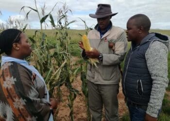 Together with young agri mentors Sinelizwi Fakade (middle), helps emerging farmers in the Eastern Cape. Here pictured with him is junior mentors Sinegugu Ndamase (left) and Mawande Bango (right).