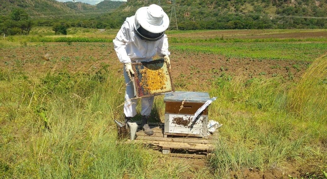 Themba Mntambo has utilised the potential of urban beekeeping into a profitable business, Nyoci Organics.