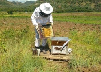 Themba Mntambo has utilised the potential of urban beekeeping into a profitable business, Nyoci Organics.