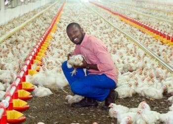 Only a masterplan will prevent the chickens coming home to roost