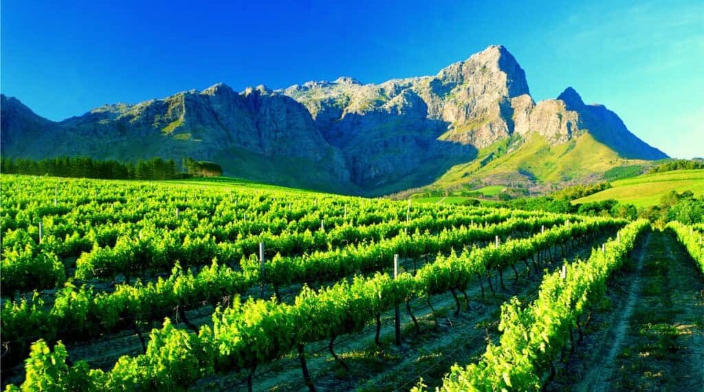 A vineyard near Franschhoek in the Western Cape.