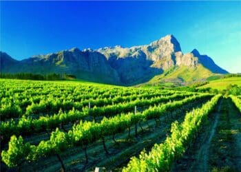 A vineyard near Franschhoek in the Western Cape.