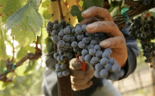 SATI South African table grape forecast shows export volume could exceed previous season. Photo: Pexels.