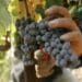 SATI South African table grape forecast shows export volume could exceed previous season. Photo: Pexels.