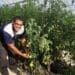 Byron Booysen, is a tomato farmer and a beneficiary of the commodity approach, says it is informative but a few thing can change within the program. Photo: Experience Matshediso (Casidra)
