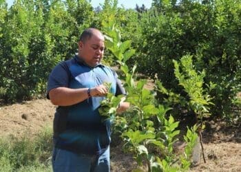 fruit farming