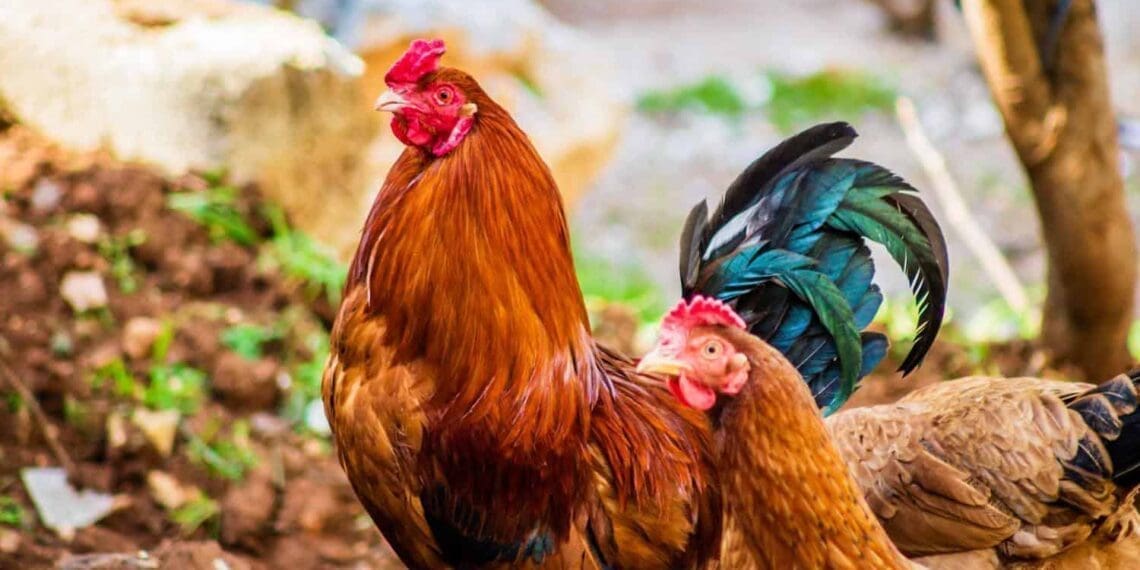 Increases in import tariffs on chicken that came into effect during lockdown did not have the expected positive price effects for producers.
