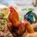 SA chicken farmers are very good (but still not good enough)