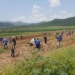 Cane farmers provide much needed employment opportunities in deep rural areas. If the import trend continues it could result in huge job losses.