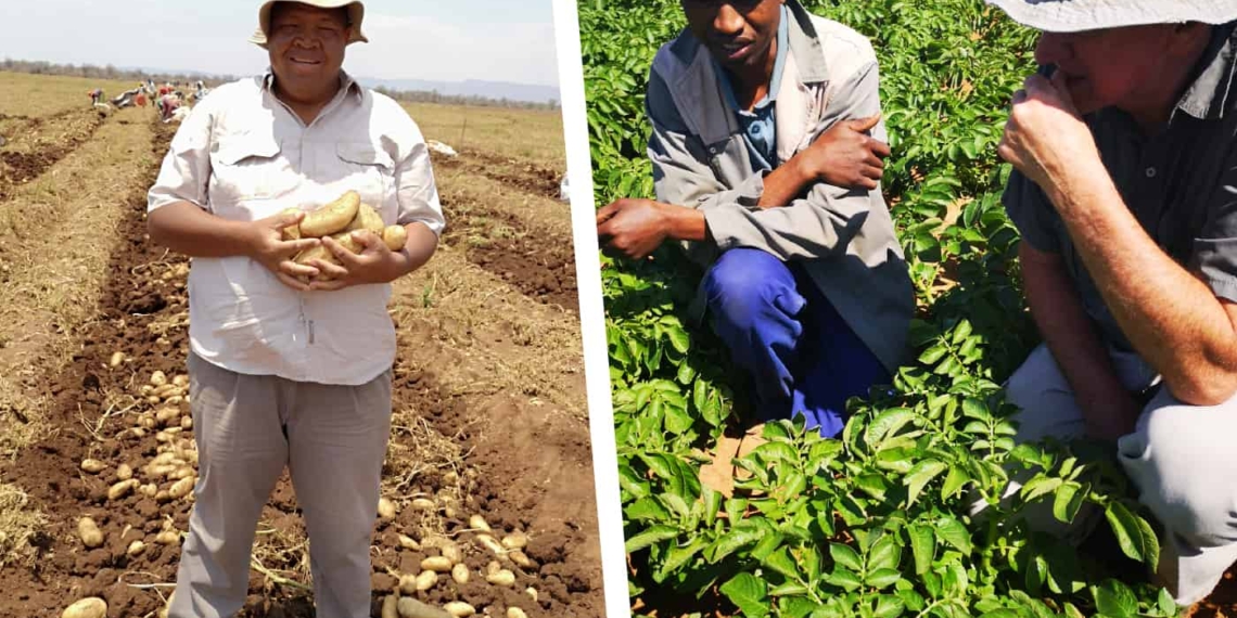 Over the years, Potatoes SA's enterprise development program has helped several emerging potato farmers in building a commercial farming business.